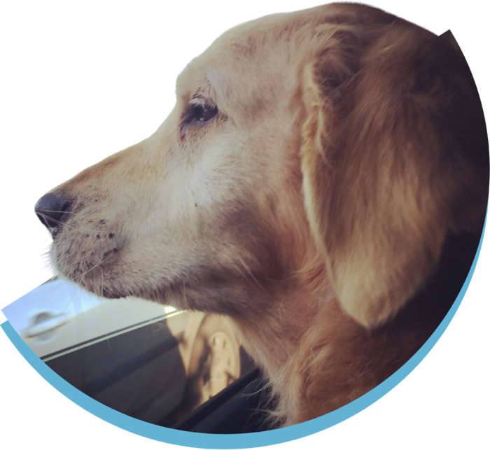 Berta, una golden retriever que mira por la ventana del auto